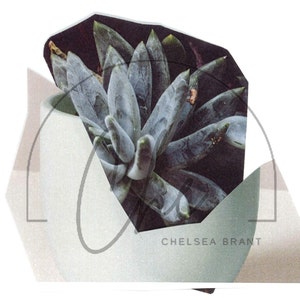 May include: A close-up of a succulent plant with green and blue leaves in a white pot. The plant is partially obscured by a white paper envelope with the text "Chelsea Brant" printed on it.