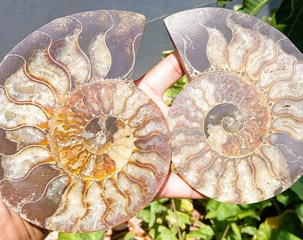 Ammonite Polie scie Décoration Collection Fossile de Madagascar 595gr