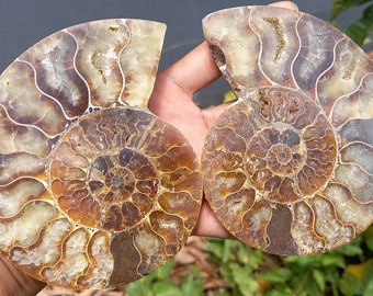 Ammonite Polie scie Décoration Collection Fossile de Madagascar 389gr