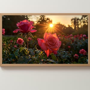May include: A framed photograph of a rose garden at sunset. Two vibrant pink roses are in the foreground, covered in water droplets. The sun shines brightly in the background, with other roses in soft focus.