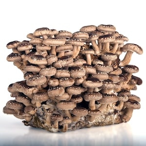 Könnte beinhalten: Ein großer Haufen brauner und beigefarbener Shiitake-Pilze, frisch geerntet und bereit zum Kochen.