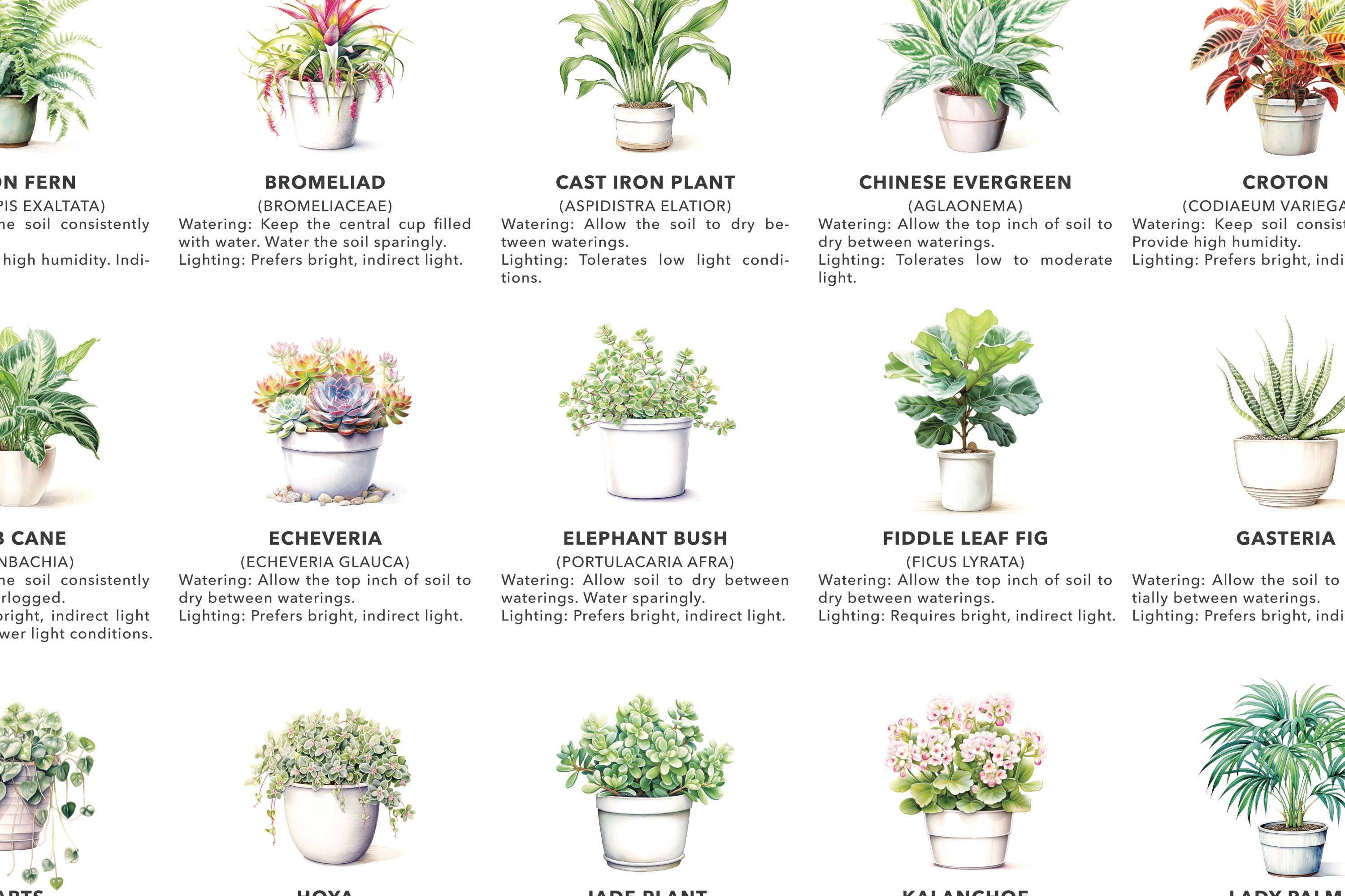 Houseplant Guide. 56 Most Popular Plants With Watering & Lightning