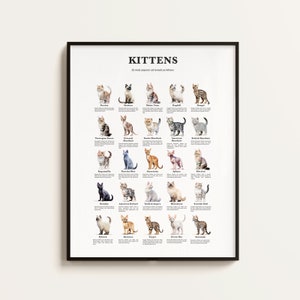 25 razas de gatos populares como gatitos, impresión de razas de gatitos, póster de gatos, infografías de razas de gatos, regalo para amantes de los gatos/gatitos. Descargable