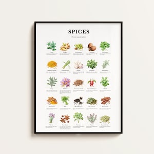 25 Beliebte Gewürze, Gewürze Print, Gewürze Poster, Küchenkunst, Küchendeko, Küche Infografiken, Gewürze Wandkunst Geschenk. Herunterladbar