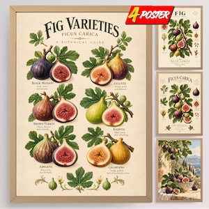 以下が含まれることがあります： 「Fig Varieties Ficus Carica」と題された植物ポスターセット。ブラックミッション、セレステ、ブラウンターキー、カドタ、カリミナのイチジクのイラストが描かれています。クリーム色の背景に、丸ごとのイチジクや半分に切ったイチジク、緑の葉が表現されています。