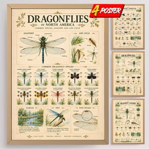 May include: A framed educational poster titled Dragonflies of North America, featuring detailed illustrations of dragonfly anatomy, life cycles, common species, habitats, and diets. The poster has a beige background with black text and colourful insect drawings.