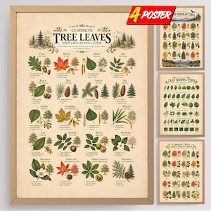 Puede incluir: Un conjunto de cuatro pósteres educativos con ilustraciones botánicas de hojas, semillas y frutos de árboles. El póster principal se titula Common Tree Leaves Identification Guide y muestra varias especies con texto descriptivo y nombres científicos.