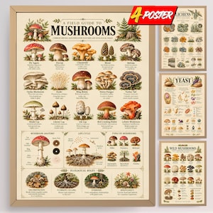 Op de afbeelding: Een set van vier educatieve posters met gedetailleerde botanische illustraties van paddenstoelen, korstmossen en gist. Elke poster toont gelabelde diagrammen, levenscycli en ecologische rollen op een crèmekleurige achtergrond.