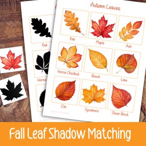 Könnte beinhalten: Ein herbstliches Lernspiel mit farbigen Blättern und passenden Schattenbildern. Das Spiel zeigt Blätter wie Eiche, Ahorn und Esche. Der Text "Fall Leaf Shadow Matching" ist am unteren Rand des Bildes zu sehen.