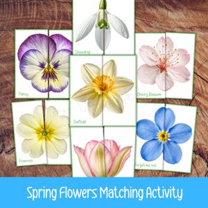 May include: A spring flowers matching activity with eight flower types, such as pansy, snowdrop, daffodil, cherry blossom, primrose, tulip, and forget-me-not. Each flower is split in half on a white square. The text "Spring Flowers Matching Activity" is at the bottom.