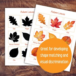 Pode incluir: Duas folhas de papel brancas com ilustra&ccedil;&otilde;es de folhas e o texto "Autumn Leaves". Uma folha apresenta silhuetas pretas, a outra mostra folhas coloridas. Um c&iacute;rculo laranja diz "Great for developing shape matching and visual discrimination."
