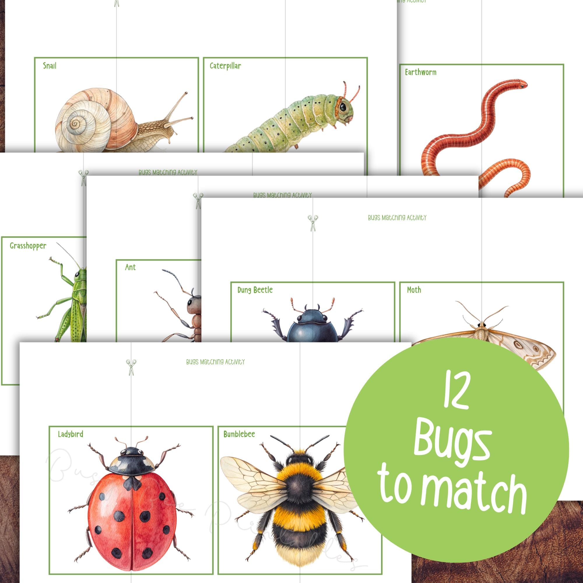 Bug Matching Craft Insects Matching Activity, Bugs Matching Game, Spring Preschool ...