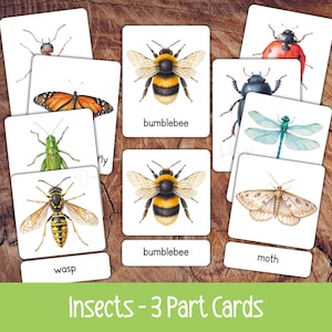 Puede incluir: Un conjunto de tarjetas blancas con ilustraciones de acuarela de varios insectos, incluyendo una abeja, una mariposa y una libélula. Cada tarjeta tiene el nombre del insecto impreso debajo. El texto "Insects - 3 Part Cards" está en la parte inferior.