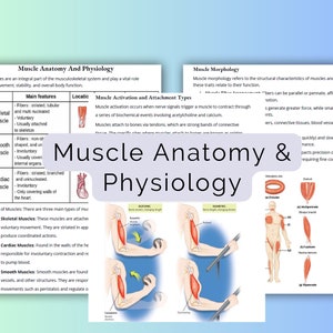 Muscle Anatomy and Physiology Study Notes  | Muscle Anatomy | Medical Student Gift | Cram Notes | Revision