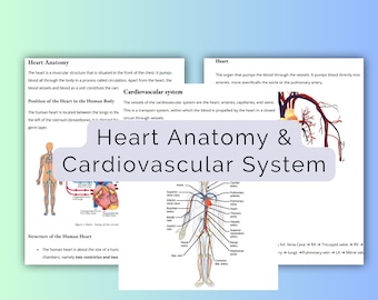 Heart Anatomy & Cardiovascular System