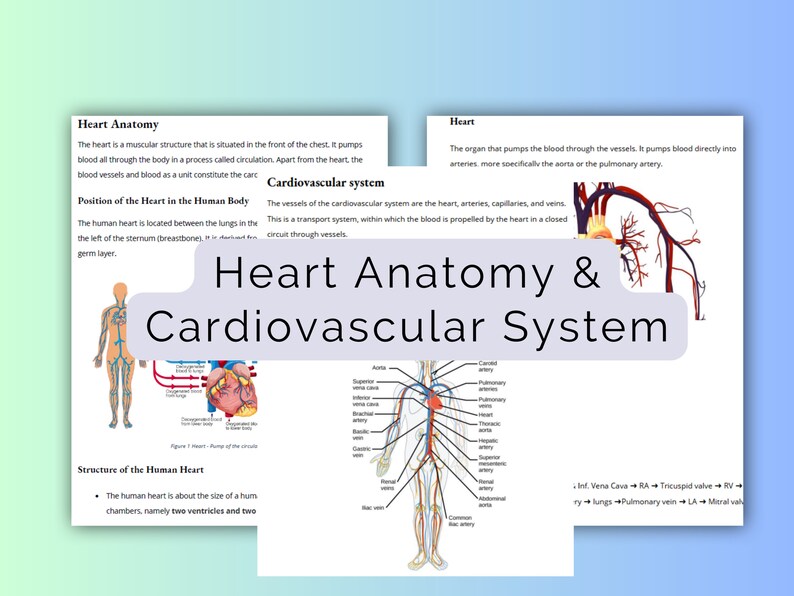 Heart Anatomy and Cardiovascular System Study Guide PDF - Etsy