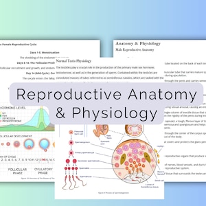 Anatomie et physiologie du système reproducteur