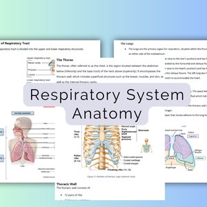 Respiratory System Anatomy | Respirology |Medical School Notes | Study Guide | Medical Student Gift | Cram notes