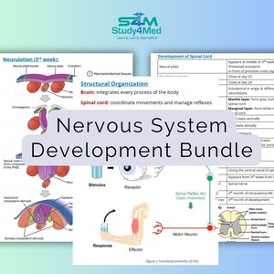 以下が含まれることがあります： 脳と脊髄を含む神経系の発達を示すカラフルな図。図は、神経管形成、神経管の形成、脊髄の発達を示しています。テキスト「Nervous System Development Bundle」は大きなフォントで表示されています。