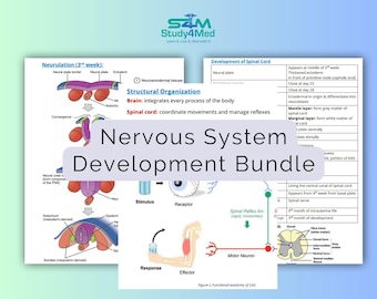 Nervous System Development Study Guide Bundle PDF