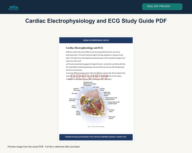 Cardiac Electrophysiology and ECG Study Guide PDF - Etsy