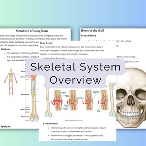 Human Skeletal System Study Notes  | Skeletal | Medical Student Gift | Cram Notes | Revision