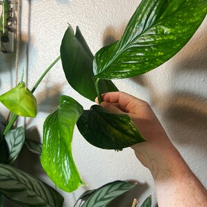 monstera in substrat Aroid Substrat | Monstera | Philodendron | organisch