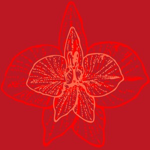 May include: A red orchid flower with a detailed outline in a lighter shade of red. The flower is symmetrical and has five petals.