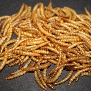 Dried Mealworms
