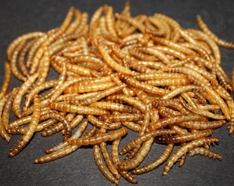 Dried Mealworms