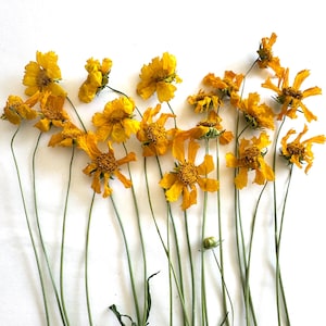 May include: A collection of dried yellow flowers with thin green stems against a white background. The flowers have multiple petals and a textured center. The stems are long and slender, and some have small green leaves.