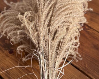 May include: A bunch of dried pampas grass with long, feathery plumes in a light brown color. The grass is tied together at the base and is sitting on a wooden surface.