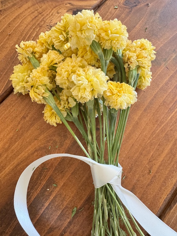 Dried Swan White Marigold Stems: DIY Floral Craft Supply