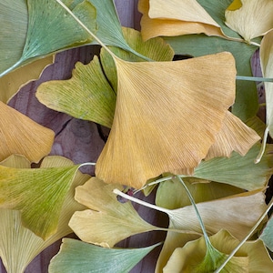 May include: A collection of dried ginkgo leaves in various shades of green and yellow. The leaves are arranged in a fan-like pattern, with some overlapping.