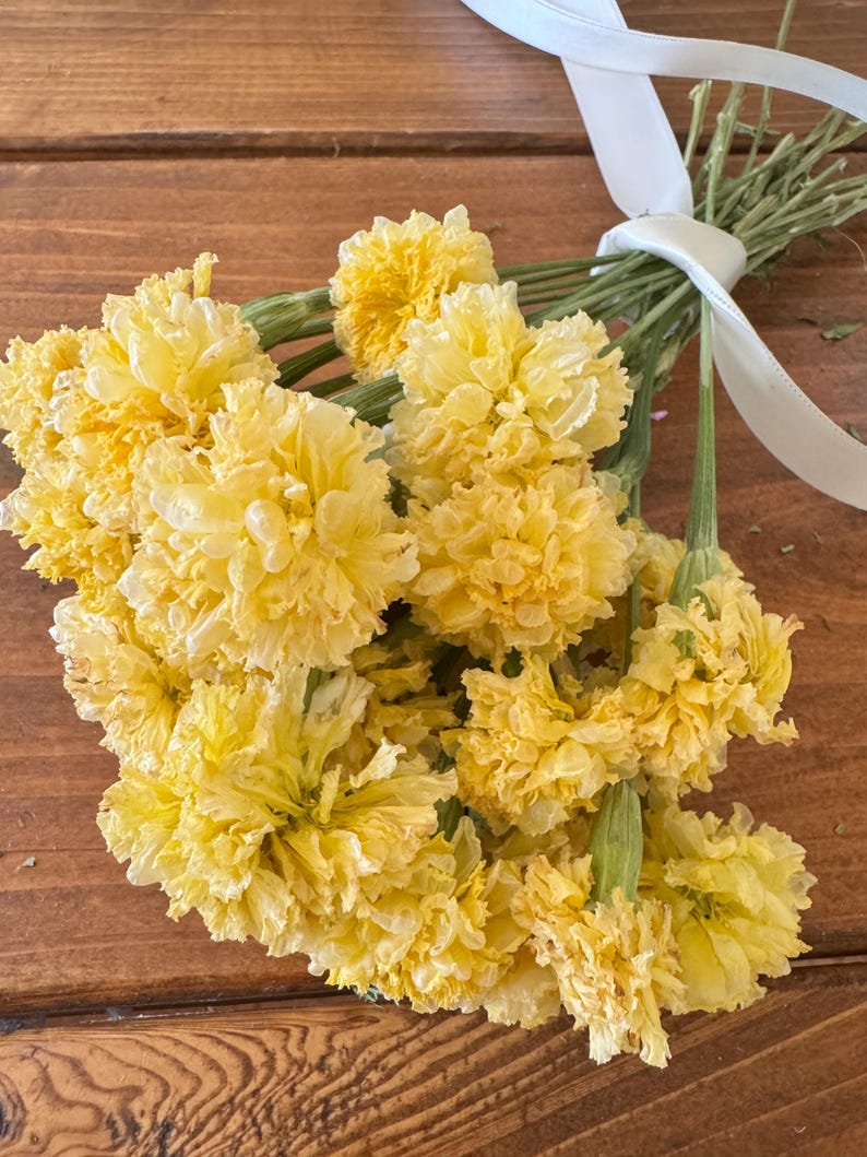 Dried Swan White Marigold Stems: DIY Floral Craft Supply image 6