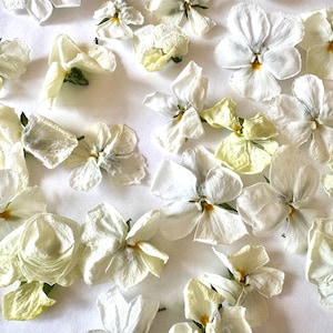 May include: A collection of pressed, dried pansy flowers in shades of white and pale yellow. Each flower features delicate, thin petals with a soft, papery texture and a small, vibrant yellow center, scattered across the frame in various orientations.