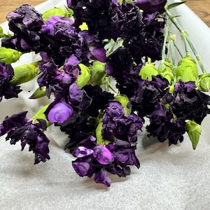 May include: A bouquet of dark purple carnations with green stems and buds, arranged on a white surface. The flowers have a deep, almost black hue, with vibrant purple petals visible.