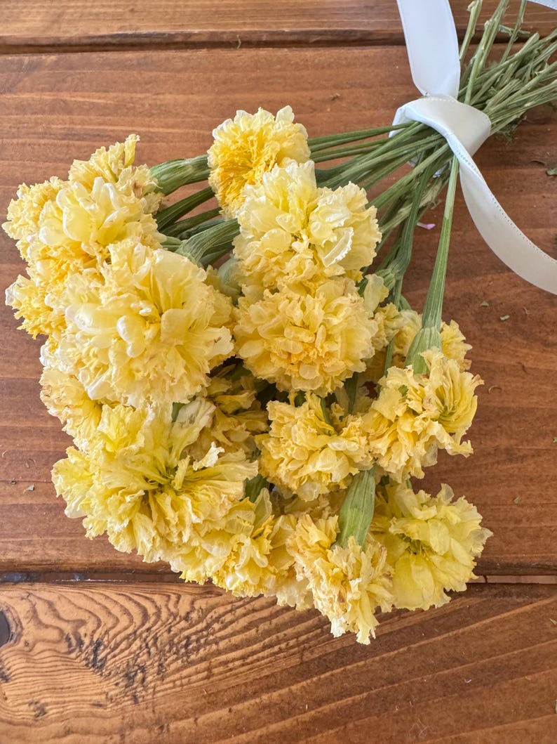 Dried Swan White Marigold Stems: DIY Floral Craft Supply image 3