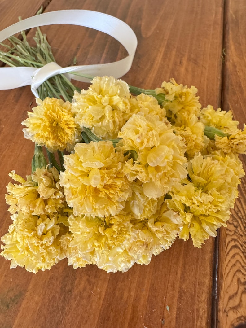 Dried Swan White Marigold Stems: DIY Floral Craft Supply image 5