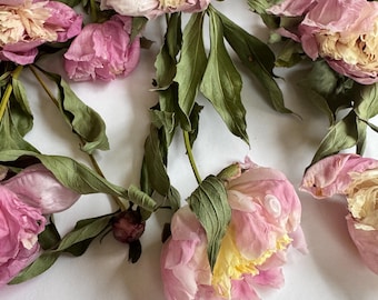 Dried Peonies with stems, semi-pressed real pink flowers, for wedding, resin, jewelry, resin, dried preserved pressed peonies