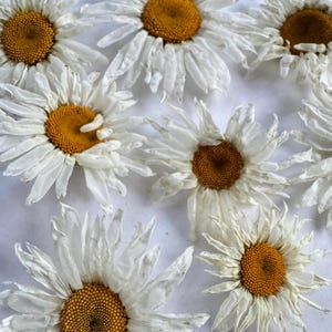 Dried daisy flower heads, real flowers, for wedding, resin, jewelry, dried preserved daisy flowers
