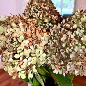 May include: A bouquet of dried hydrangea flowers in a white vase. The flower heads feature a mix of pale green, light pink, and faded brown tones, with some petals showing signs of drying. Large, deep green leaves are visible at the base.