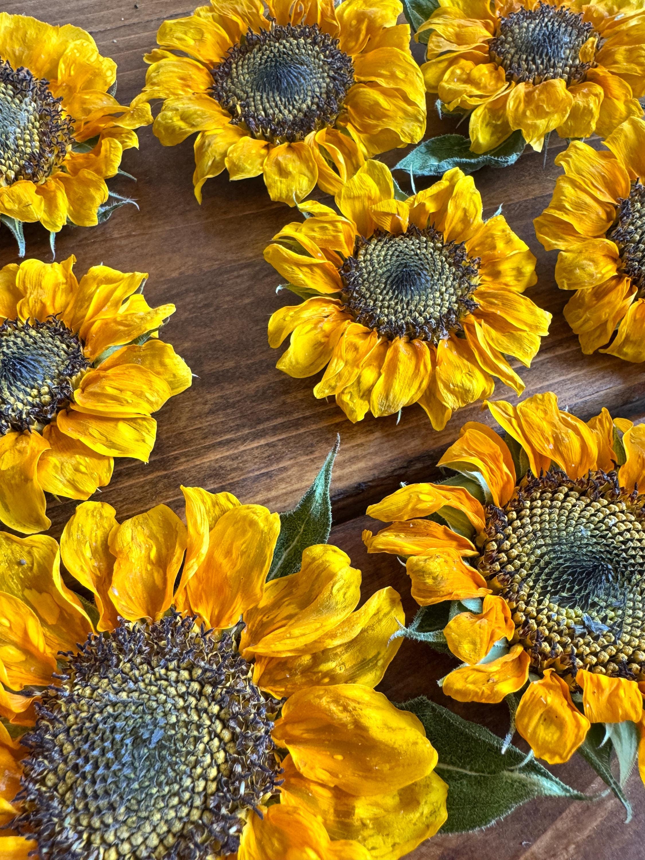 Dried Orange Sunflower Heads: DIY Floral Craft Supply and Wedding