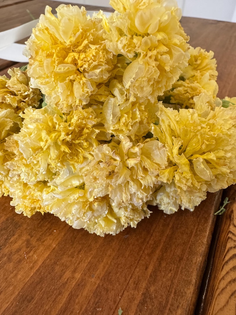 Dried Swan White Marigold Stems: DIY Floral Craft Supply image 10