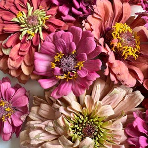 Preserved Pink Zinnia Flower Heads: DIY Wedding Decor, Craft Supplies
