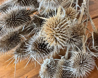 Dried Wild Teasel, Thistle Stems, Rustic Home Decor, Arrangements and Crafts