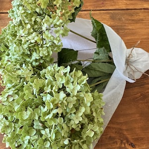 3 Stems Dried Limelight, Annabelle Hydrangea: Flowers, Home Decor, and Craft Supply