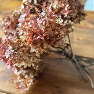 3 Stems Dried Limelight Hydrangea: Beige with Lime Accents, Rose