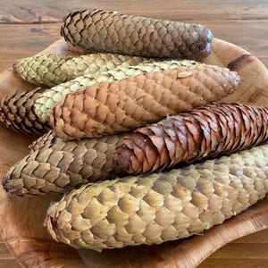 May include: A wooden bowl filled with a variety of pine cones. The cones are different sizes and shades of brown, tan, and beige.