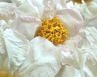 Preserved Blush Pink Peony Heads: Dried Flowers for Resin Art & Wedding Decor